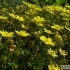 Alyssum wulfenianum -- Wulfens Steinkraut